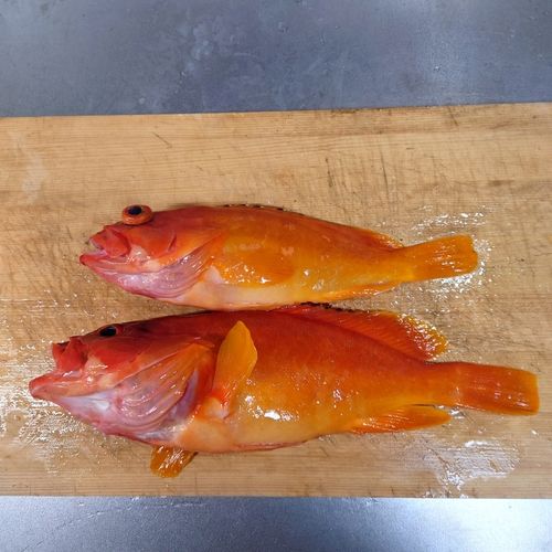 アカハタの釣果