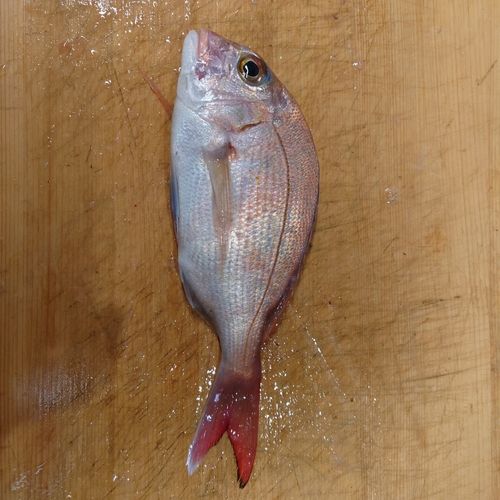 チャリコの釣果