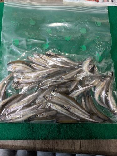 ワカサギの釣果