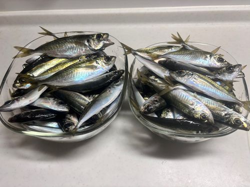 アジの釣果