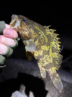 タケノコメバルの釣果