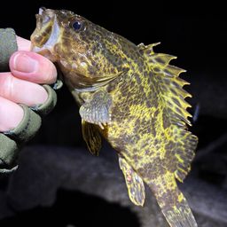 タケノコメバル