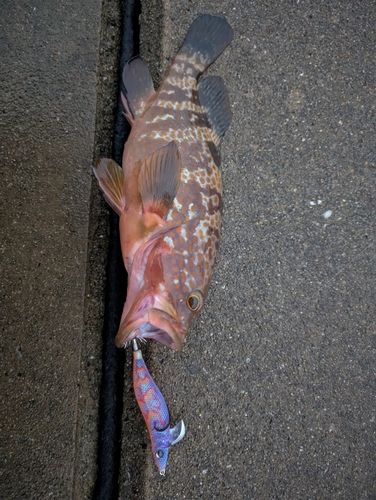 キジハタの釣果