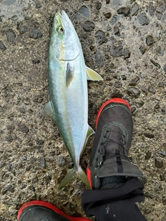 ヤズの釣果