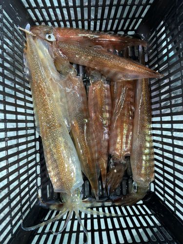 ヤリイカの釣果