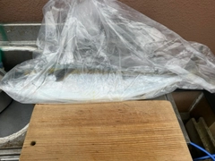 ヒラマサの釣果