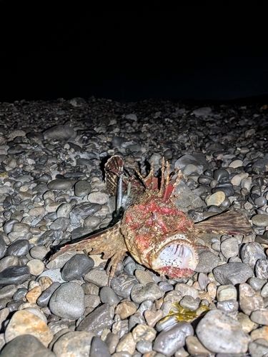 オニオコゼの釣果