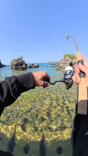 カンモンハタの釣果
