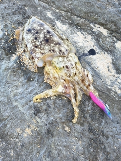 コブシメの釣果