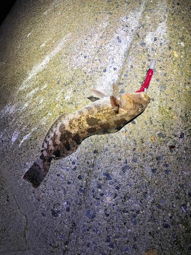 アイナメの釣果