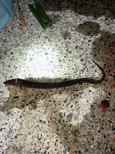 常滑りんくう釣り護岸