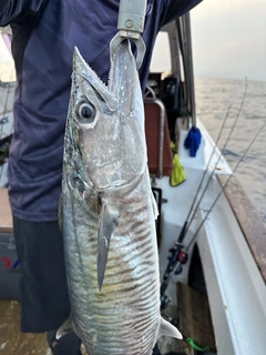 サワラの釣果