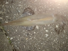 ヤリイカの釣果