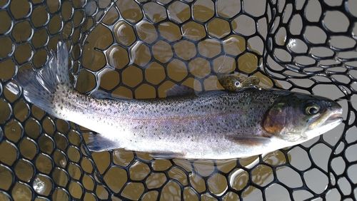 ニジマスの釣果