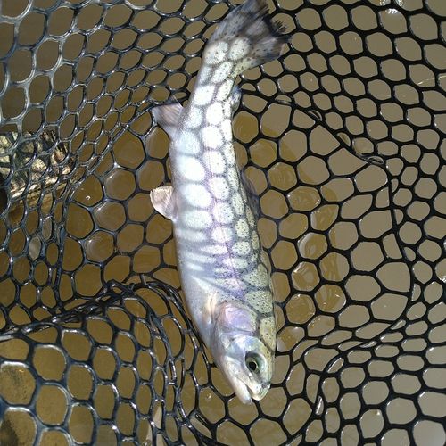 ニジマスの釣果