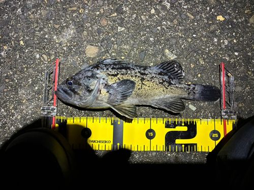 クロソイの釣果