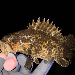 タケノコメバル