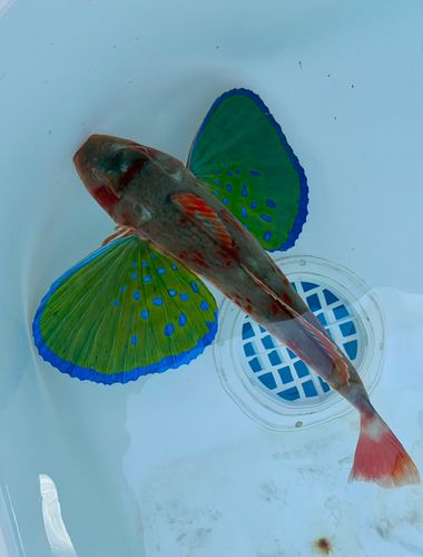 ホウボウの釣果