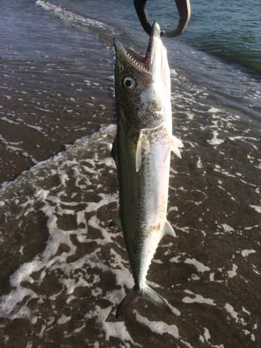 サゴシの釣果