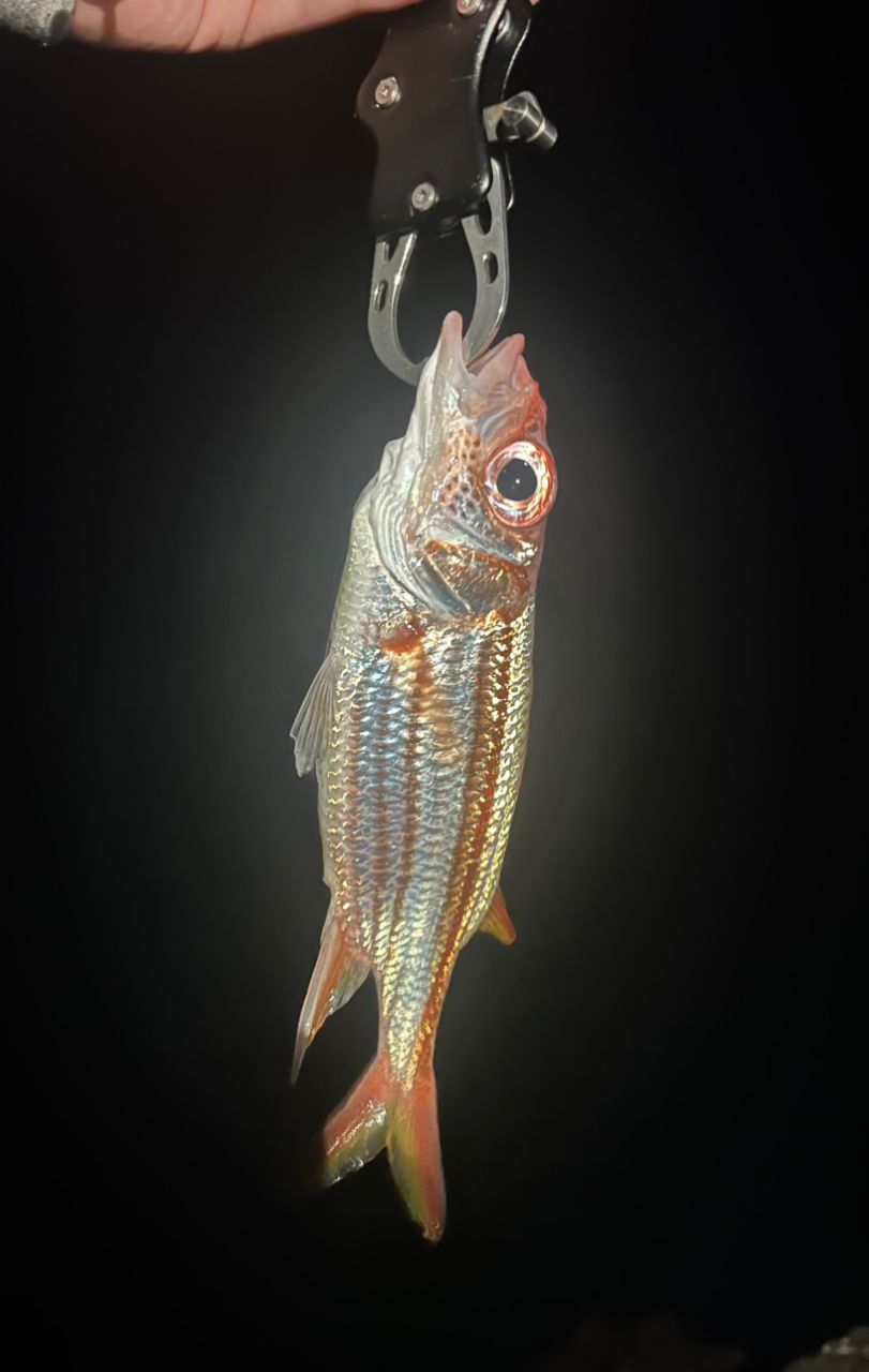 ウケグチイットウダイ