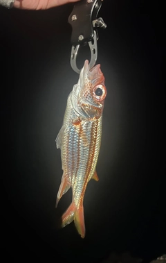 ウケグチイットウダイの釣果