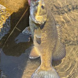 スモールマウスバス