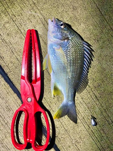 キチヌの釣果