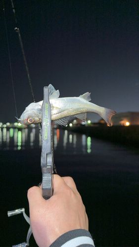セイゴ（マルスズキ）の釣果