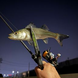 セイゴ（マルスズキ）