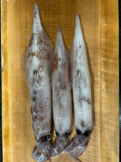 ヤリイカの釣果