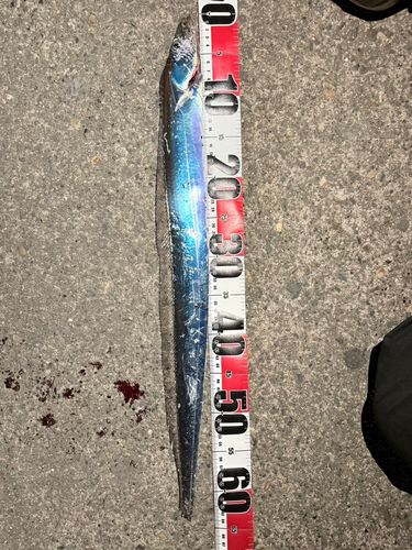 タチウオの釣果