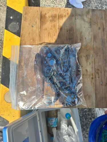 小名浜港市場前