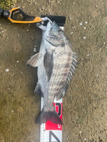 クロダイの釣果