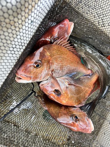 マダイの釣果