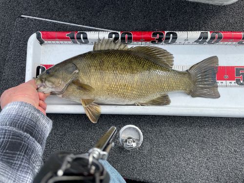 スモールマウスバスの釣果