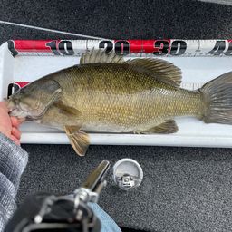 スモールマウスバス