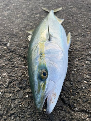 メジロの釣果