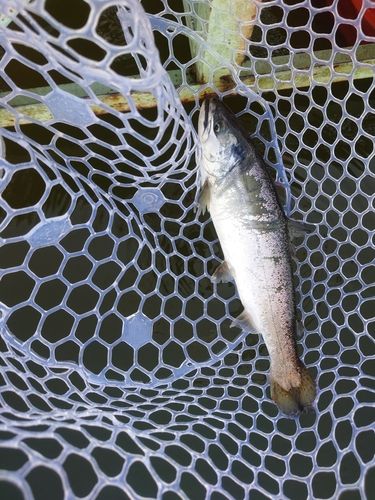 サクラマスの釣果