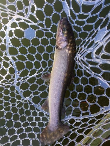 東山湖フィッシングエリア