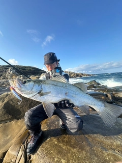 ヒラスズキの釣果