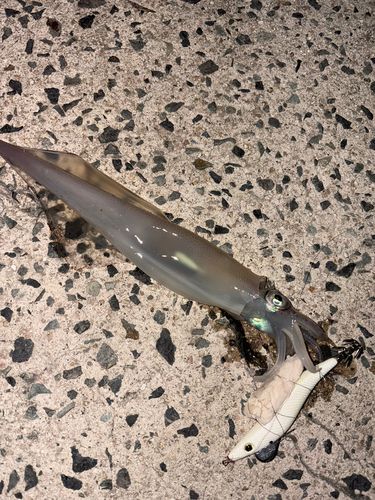 ヤリイカの釣果