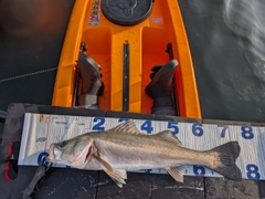 シーバスの釣果