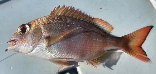 アジュール舞子