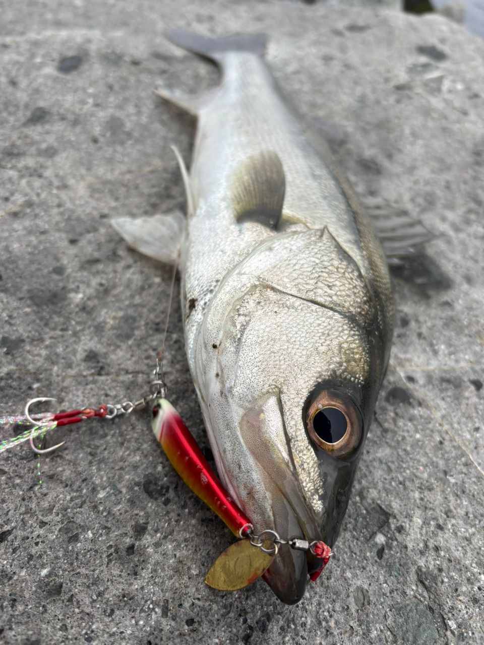 SHIMANO 18ディアルーナ S96Mの最安値・インプレ・釣果 | 本音の口コミ