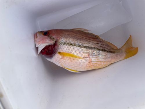 キンセンフエダイの釣果