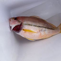 キンセンフエダイ