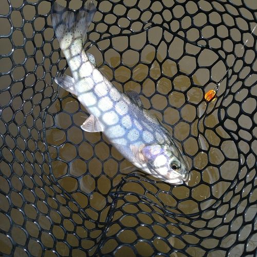 ニジマスの釣果