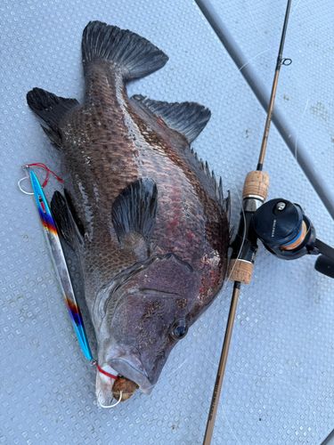 ヒゲダイの釣果