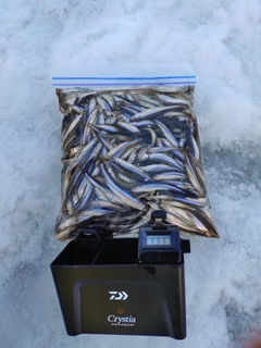 ワカサギの釣果