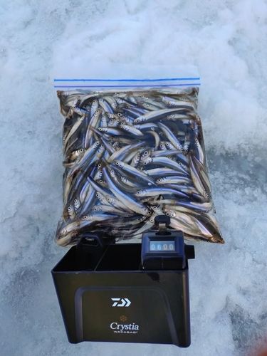 ワカサギの釣果
